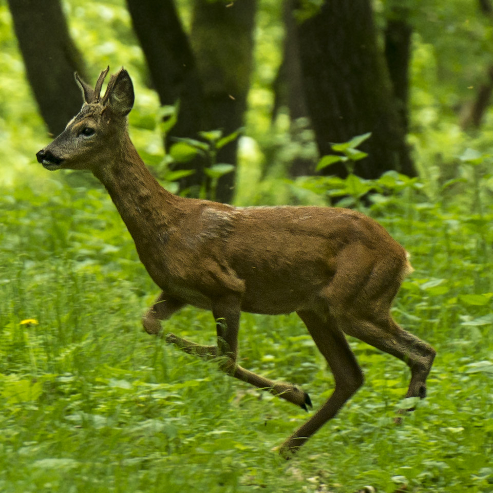 D8E 0175 100crop