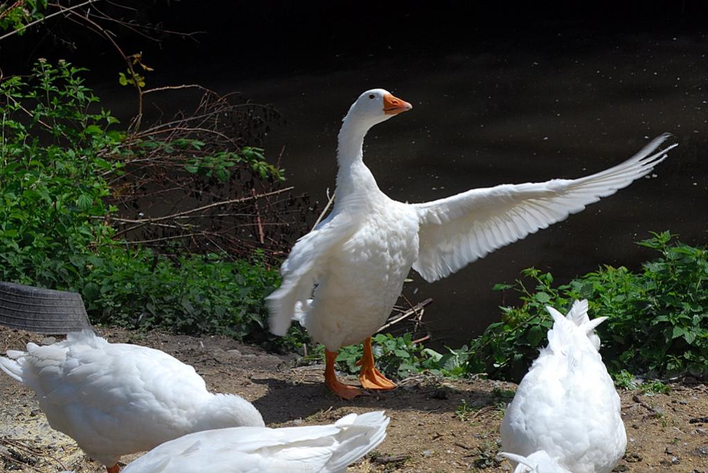 Da gehts lang! (Gänse auf dem Reiterhof, D40X) DSC 4289 x
