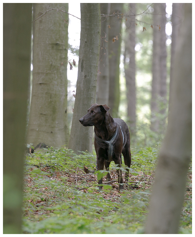 da hinten im Wald 2