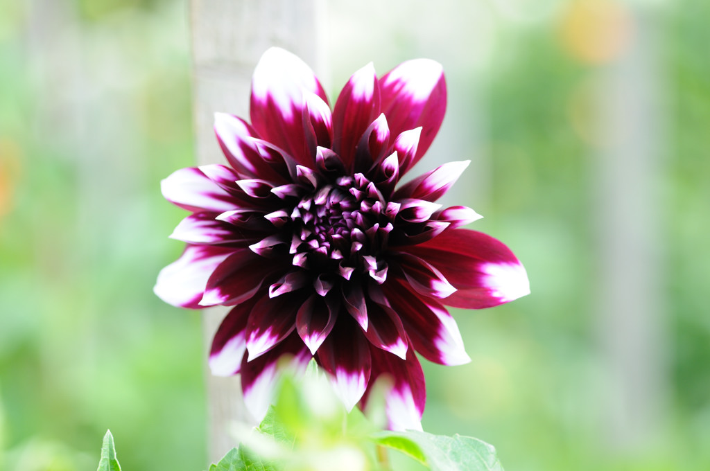 dahlia