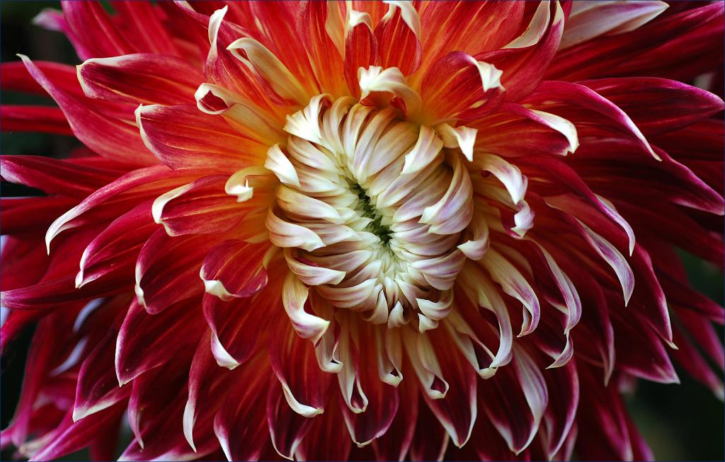dahlie 521 2W
