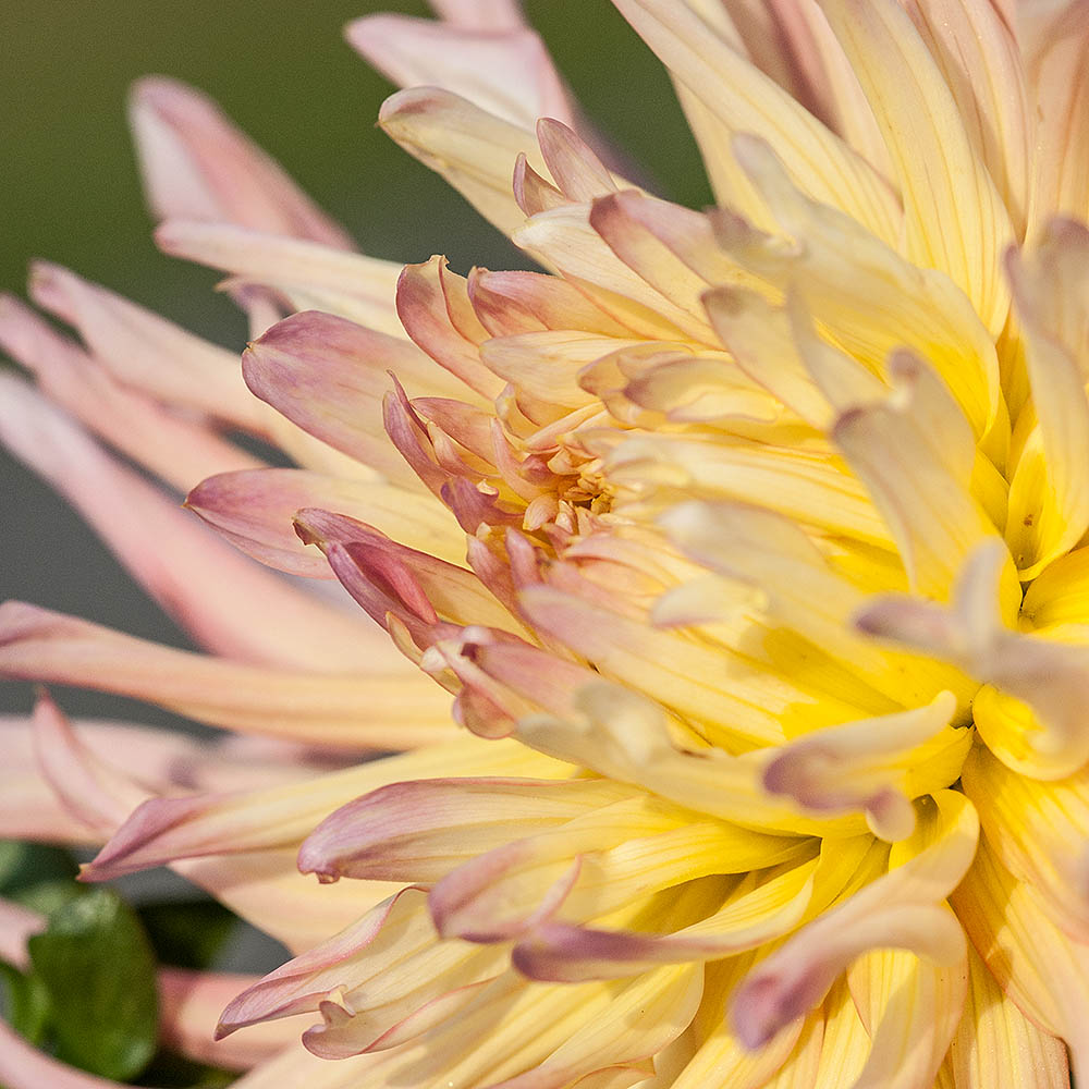 Dahlie c DSC 3892