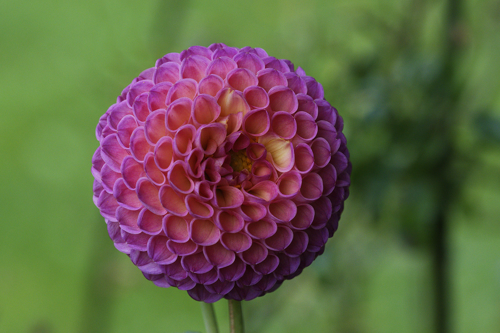 Dahlie