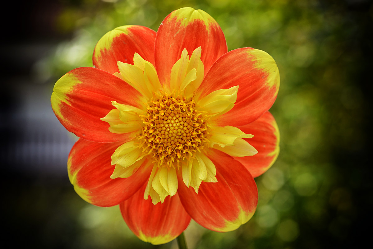 dahlie2017