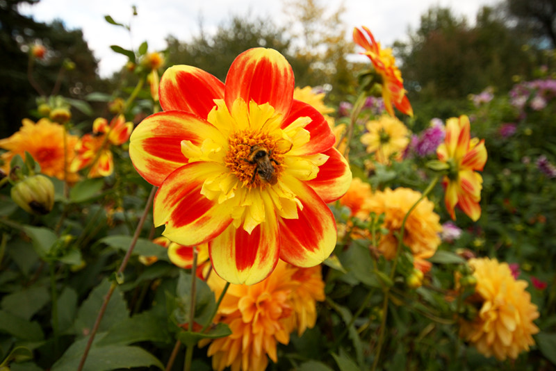 Dahlien (Weitwinkel)