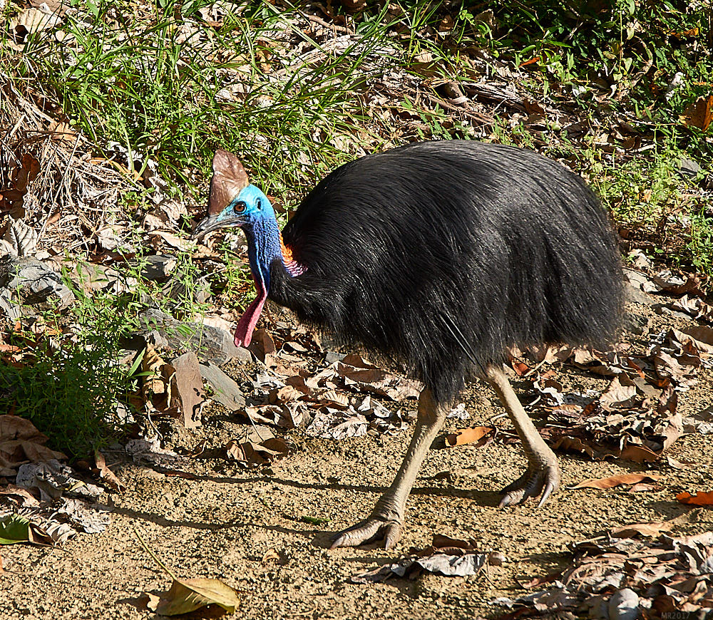 Daintree210