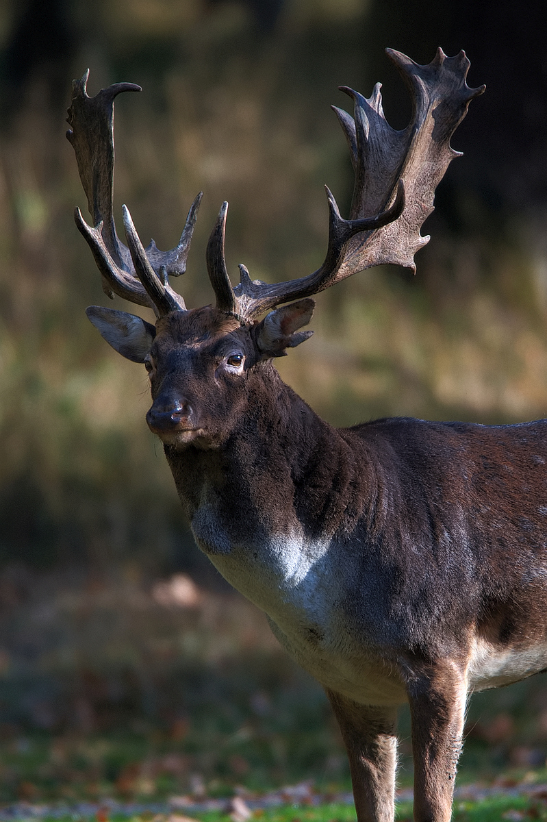 Damhirsch 6