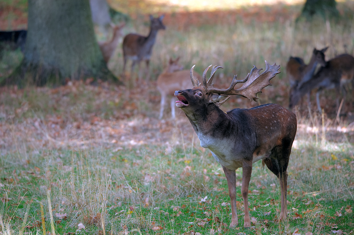 Damhirsch 7