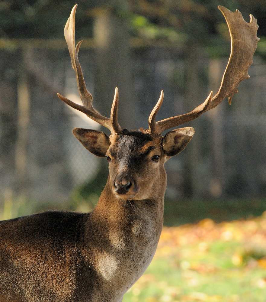 Damhirsch
