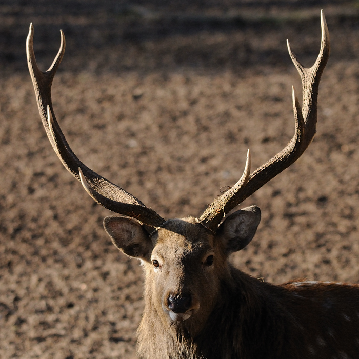 Dammhirsch02