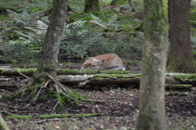 Dammwild Kuh im Wald