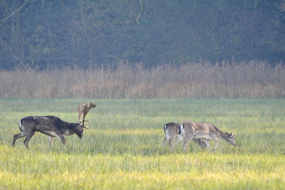 Damwild 2012.1
