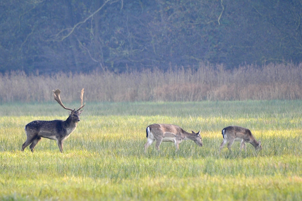 Damwild 2012.2