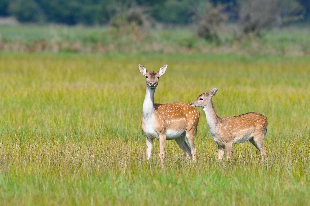 Damwild 2014.09