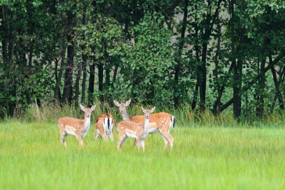 Damwild 3