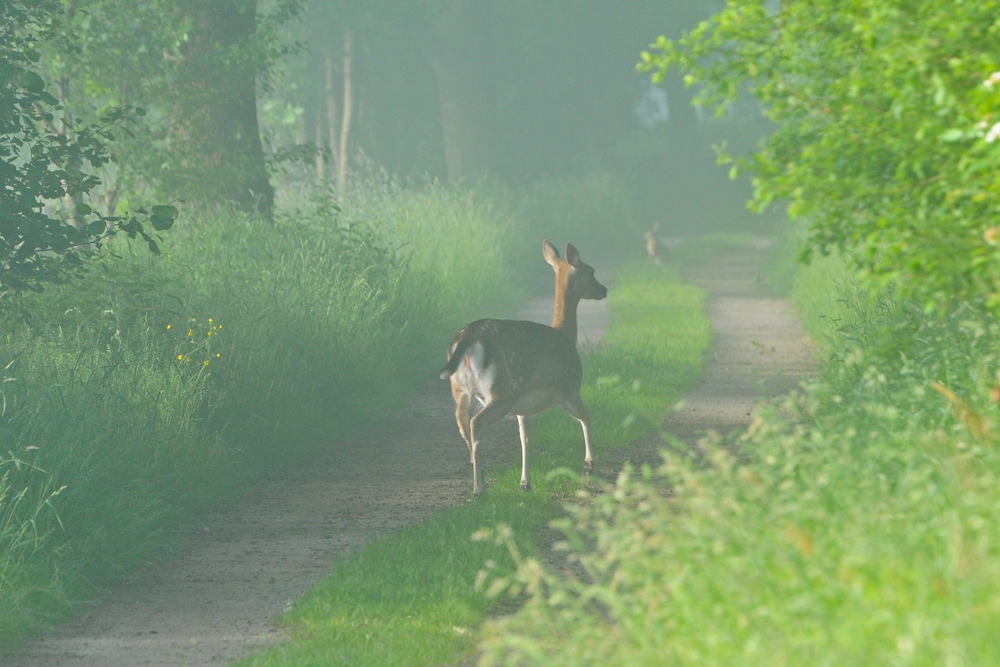 Damwild 3