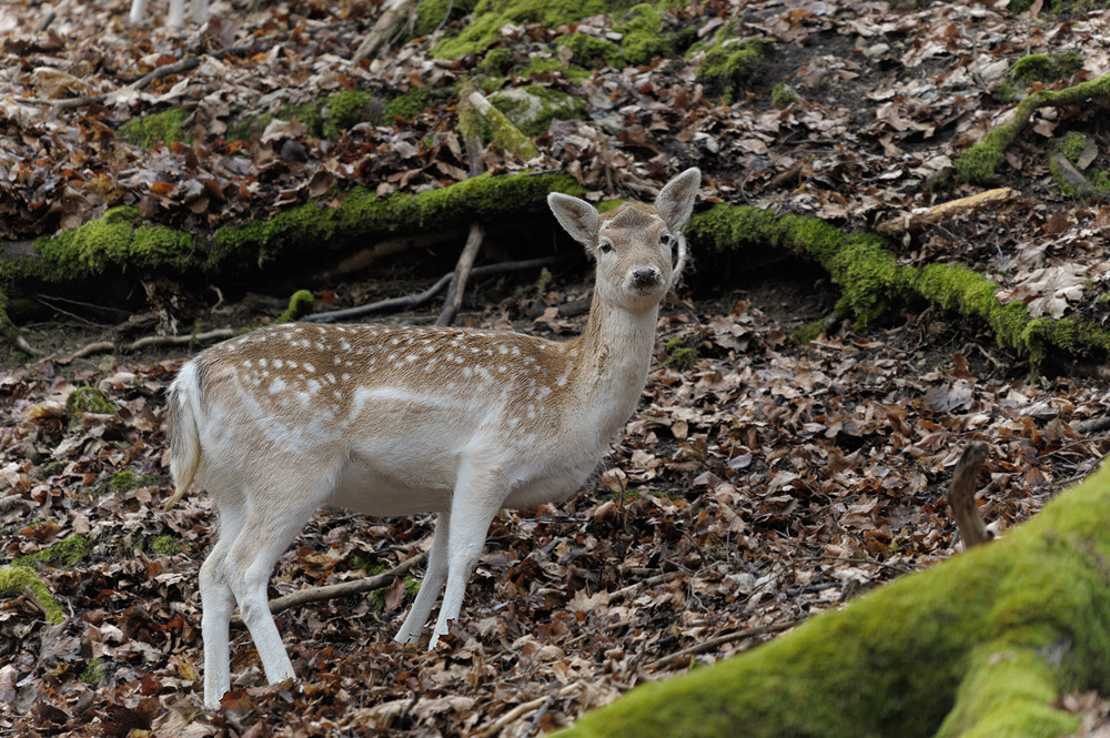 Damwild
Tierpark Hundshaupten