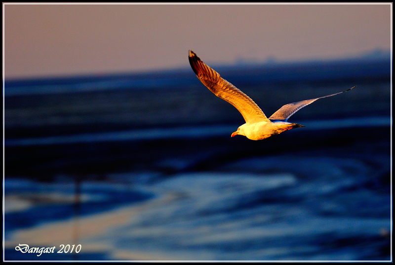 Dangast 2010 web