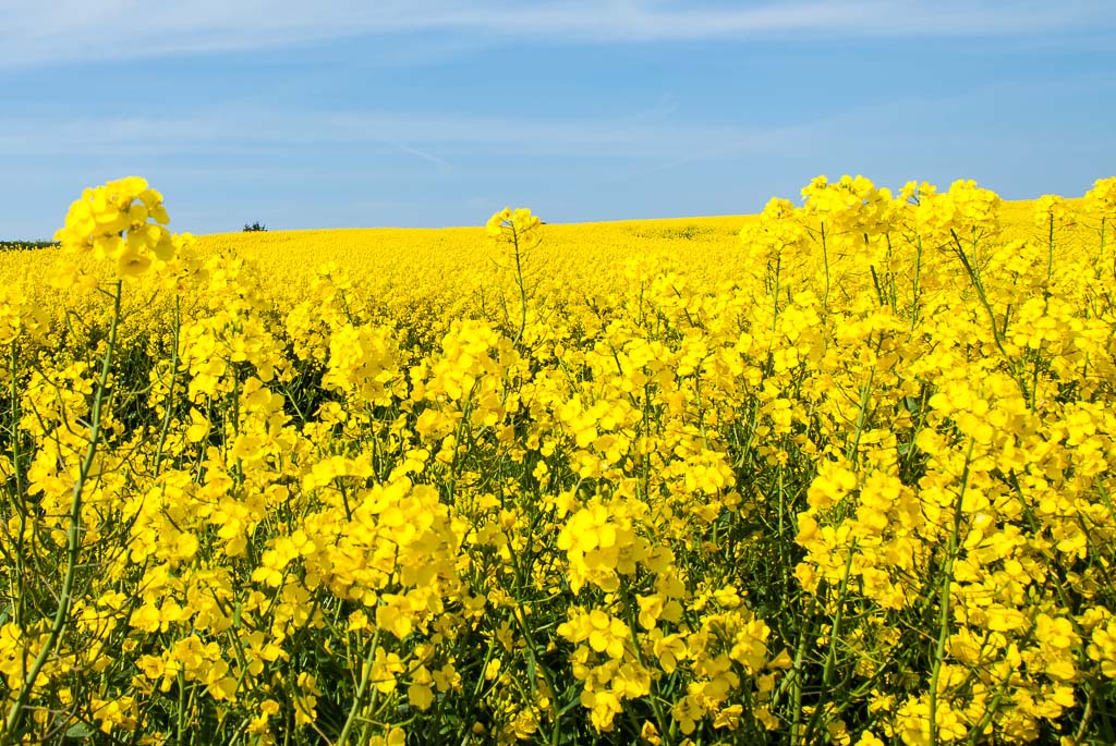 Danmark052012 209