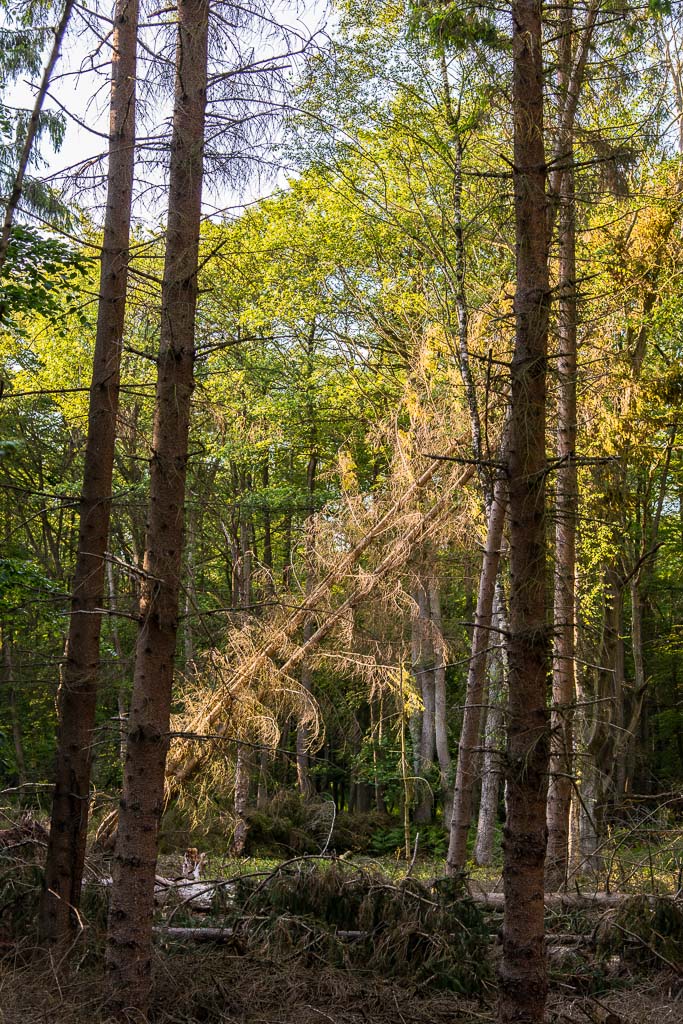Darßer Forst