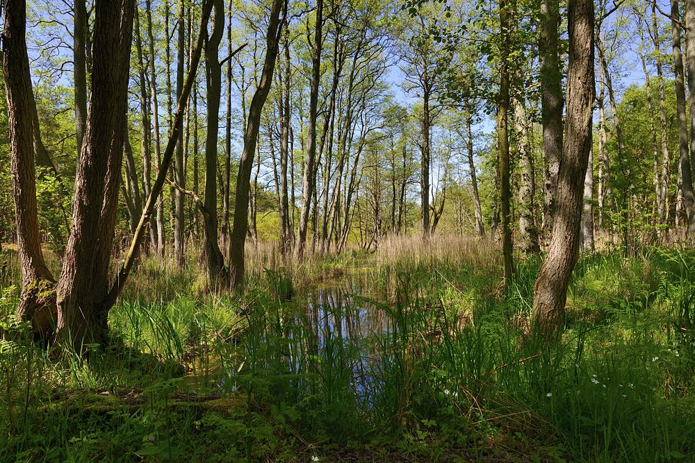 Darßwald 2014 07007