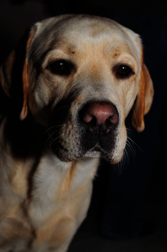 DarkDogHenry