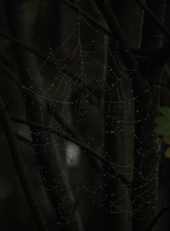 darknetz