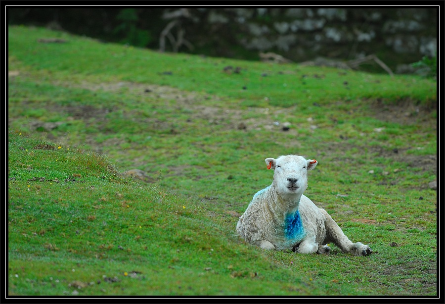 dartmoor 1