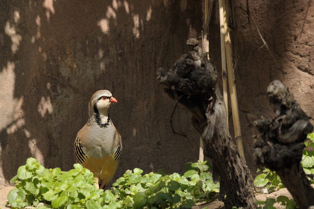 Das Alpensteinhuhn in seinem Garten
Tiergarten Nürnberg