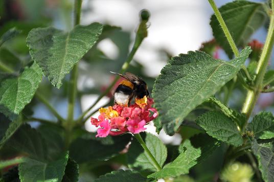 Das beste Foto von der Hummel
