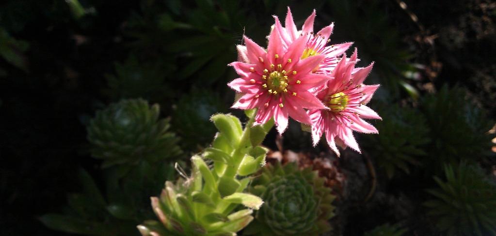 Das Bild ist in meinem Schrebergarten entstanden.