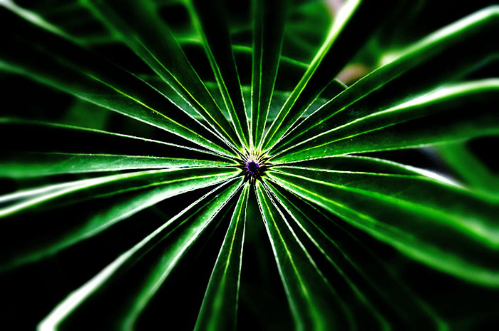 Das Blatt einer Lupine http://www.l-seifert.de/kostenlose-bilder.php