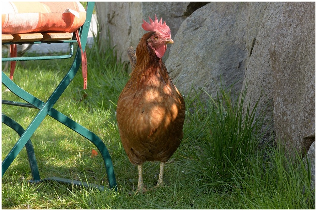 das huhn