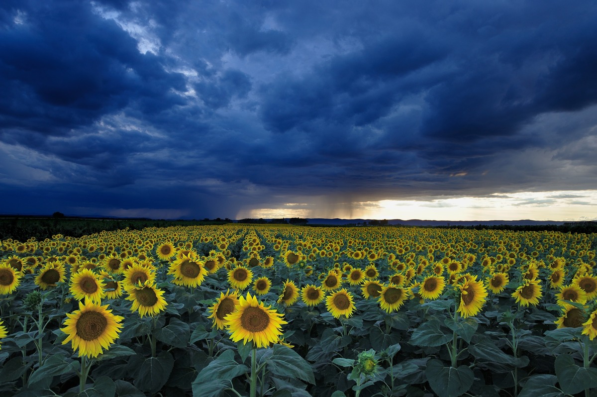 Das Sonnenblumenfeld