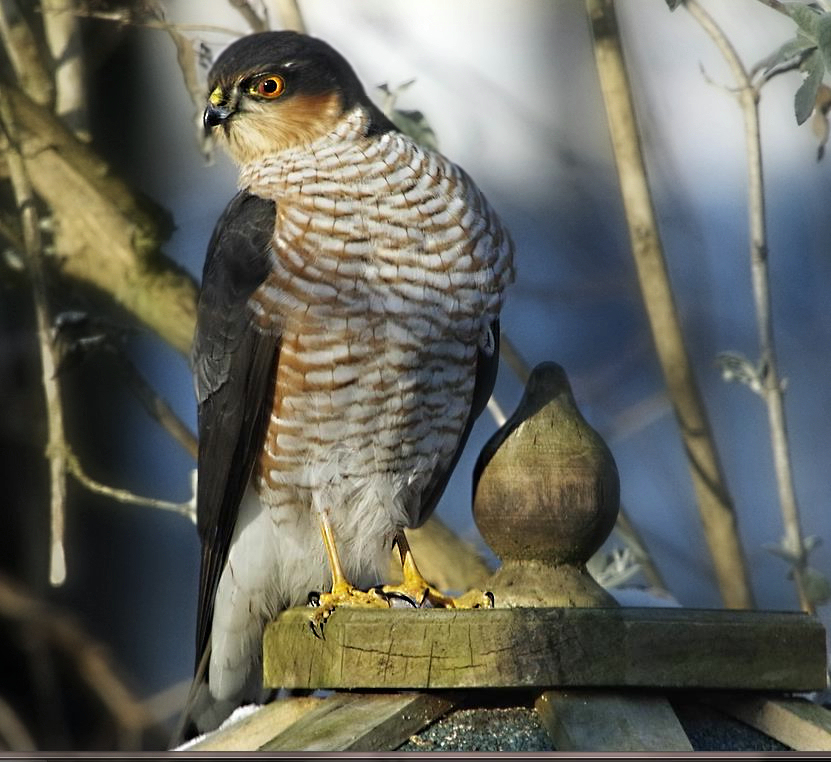Das Sperberweibchen auf dem Vogelhaus.jpg