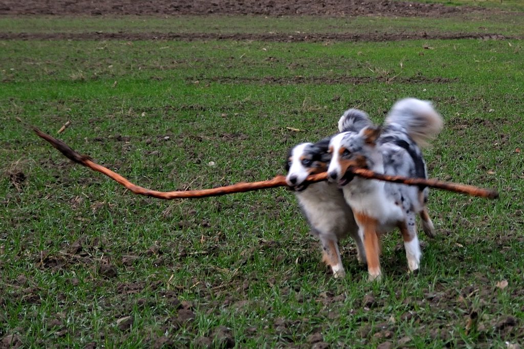 Das Wetter war zu schlecht. Vom Licht zu wenig, die Hunde zu schnell...