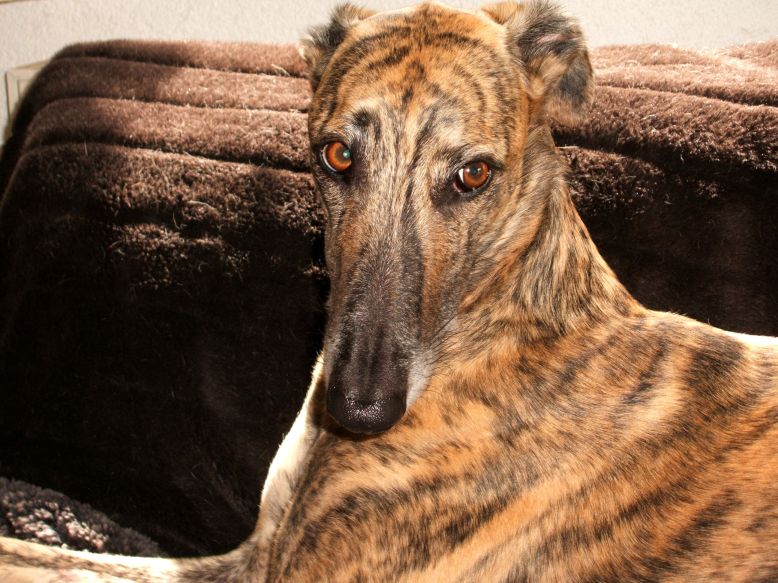 David
Ein Galgo Espanol aus einer Tötungssation in Madrid-jetzt bei mir zuhause