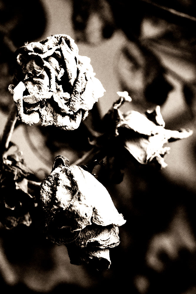Dead Flowers by The Rolling Stones