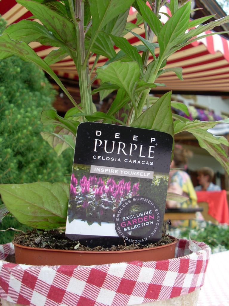 Deep Purple