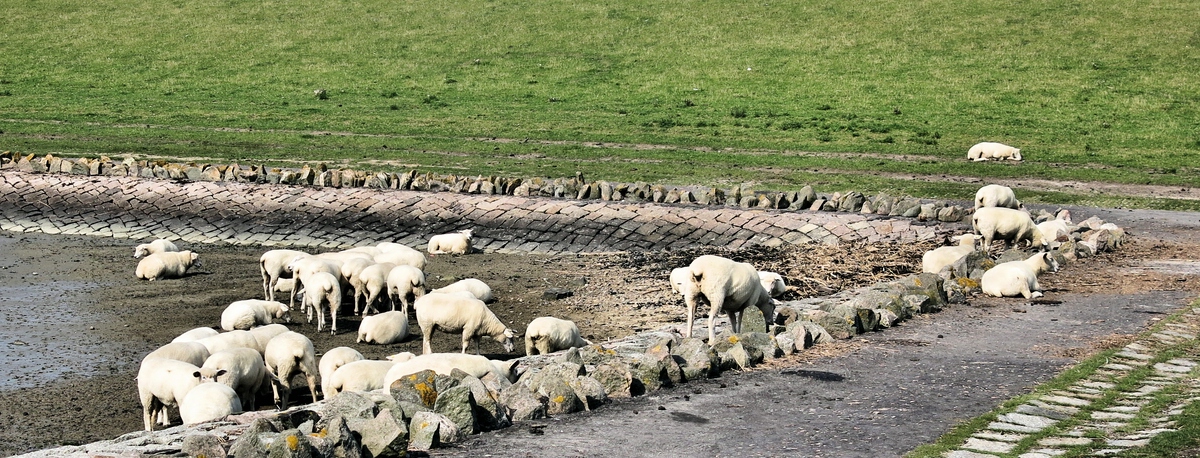 Deichschafe gehen bei Ebbe ins Watt.jpg
