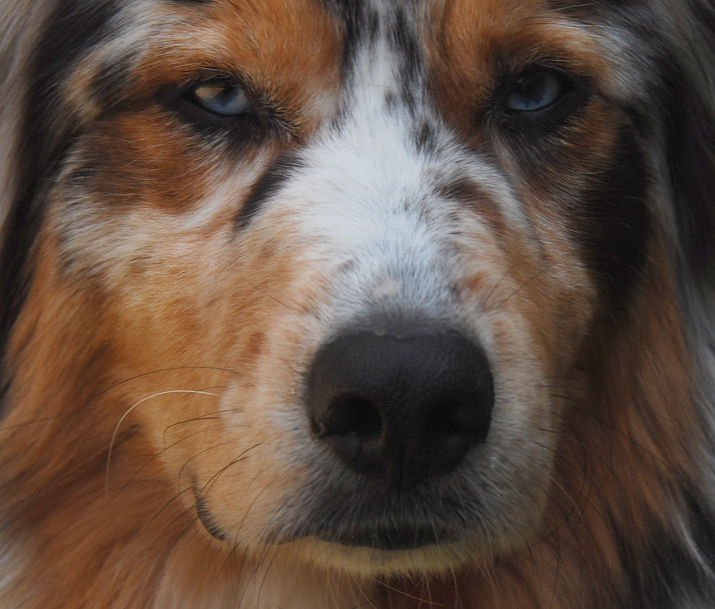 Deine blauen Augen machen mich so sentimental... 
DSC 9242 crop web