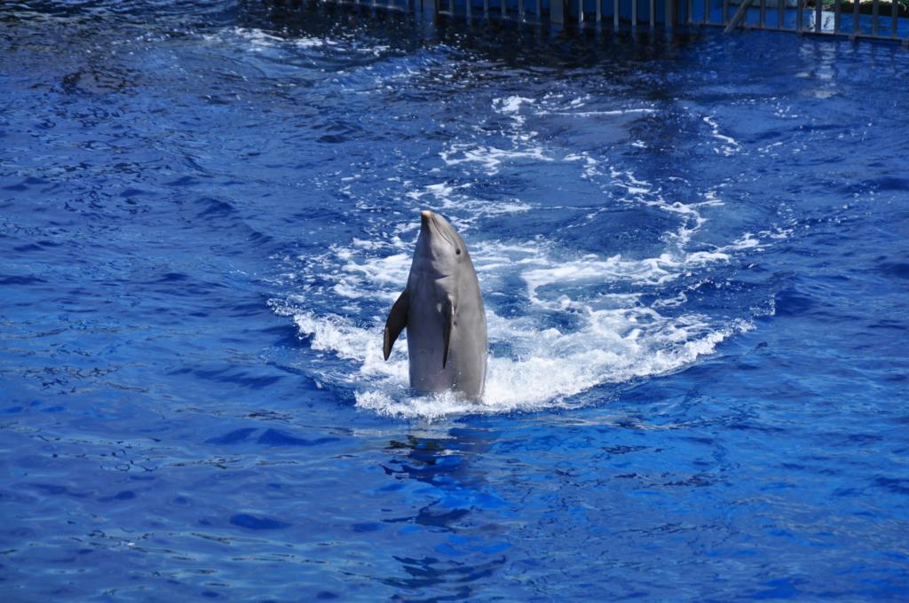 Delfin