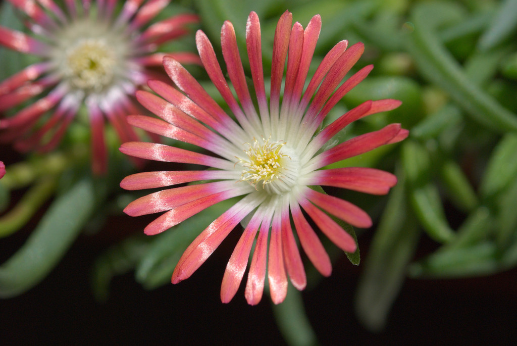 Delosperma dyeri "Red Mountain"