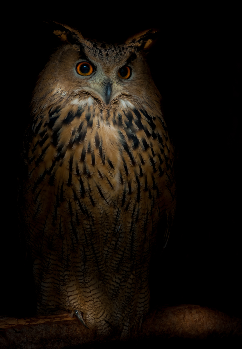 "Den Dolch unter´m Hemd" - D 700, ISO 1600, 200mm, 6,3