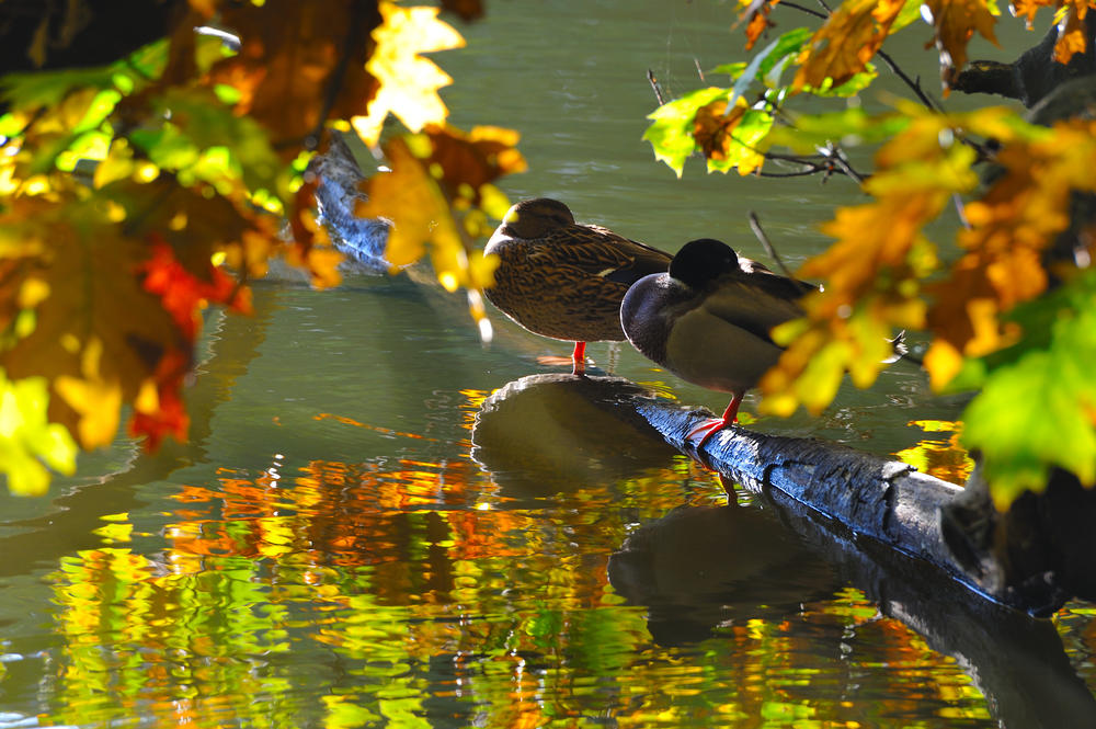 Den Herbst durchstehen