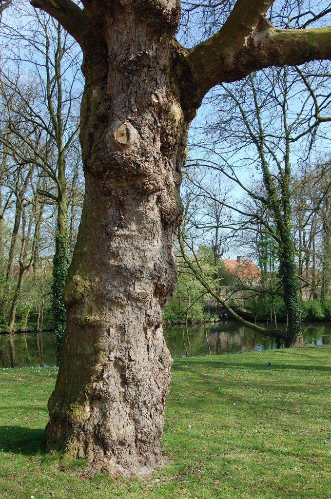 Der alte Baum in Brügge Park
