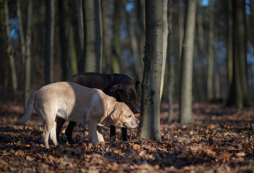 der baum des tages
