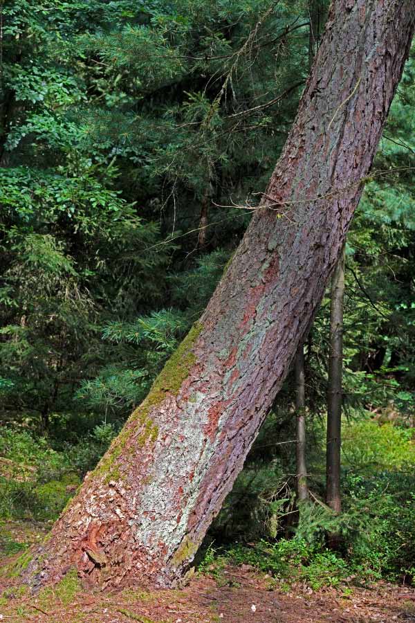 Der Baum steht schief.jpg