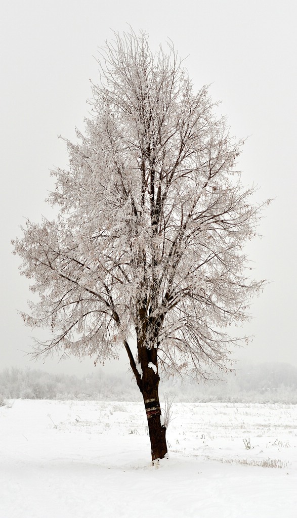 Der Baum