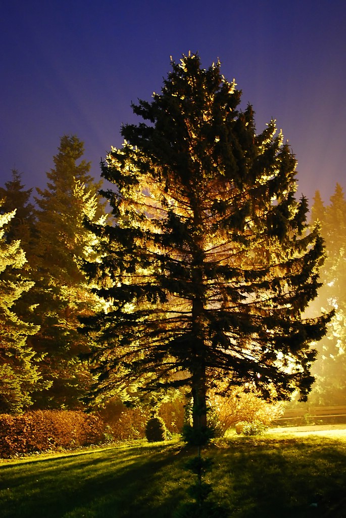 Der Baum